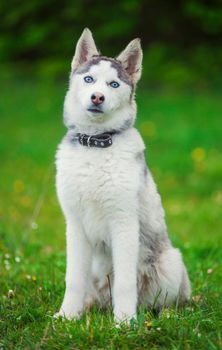 dog breeds husky walks in nature