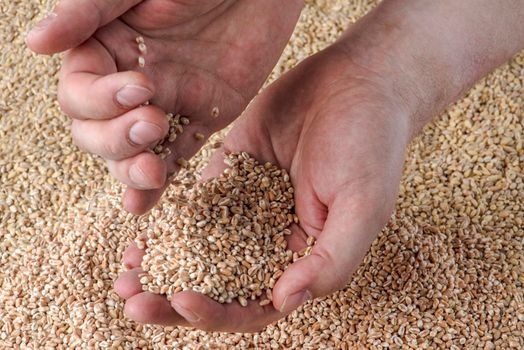 Wheat crisis, lack of grain and crops. Grains of wheat in the hand, against the background of the granary. The concept of the world food crisis. export and import