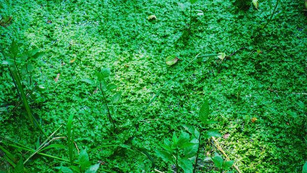 Green background of leaves in a pond.