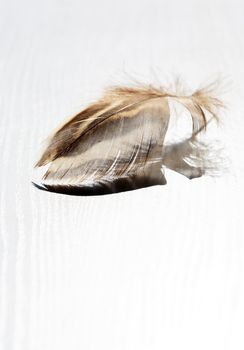 Nice small feather with shadow against sun light