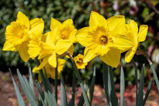 Daffodil (Narcissus), flowers of springtime