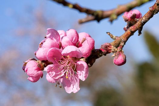 Nectarine tree(Prunus persica), close up of the flower head