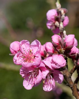 Nectarine tree(Prunus persica), close up of the flower head