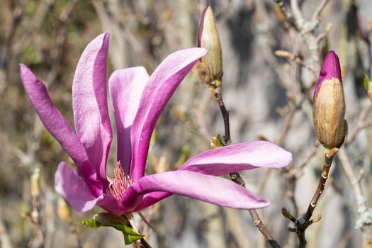 Tulip magnolia (Magnolia liliiflora), close up image of the flower head