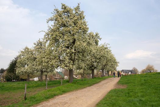 Panoramic image of meadow orchard with blossoming trees, Bergisches Land, Germany  