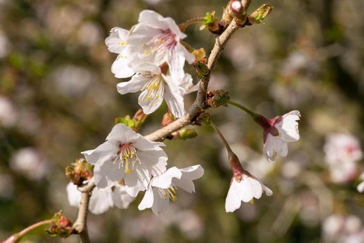 Fuji cherry Kojou-no-mai (Prunus incisa), close up of the flower head