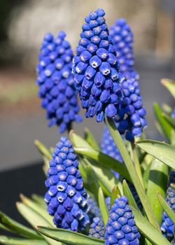 Close up image of grape hyacinth (Muscari), herald of spring