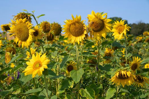 Panoramic image of field of sunflowers (Helianthus annuus)