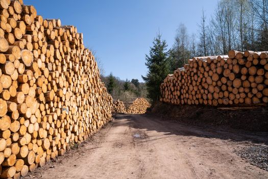 Panoramic image of footpath alongside log piles, forestry in Germany 