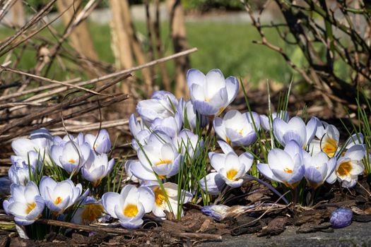 Crocus, close up image of the flowers of
 spring