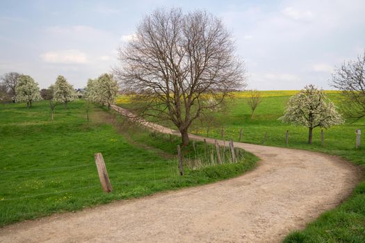 Panoramic image of meadow orchard with blossoming trees, Bergisches Land, Germany  