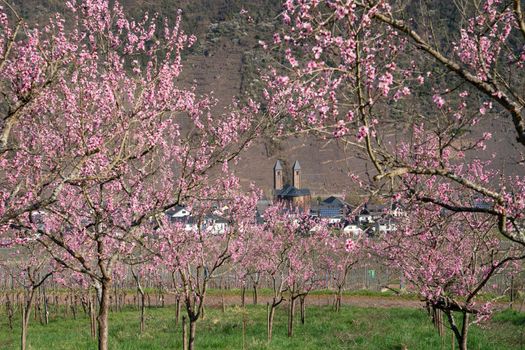 Blossom of vinyard peach tree, springtime in Moselle region, Ernst, Germany