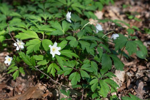 Forest during springtime, close up image of windflowers (Anemone nemorosa)