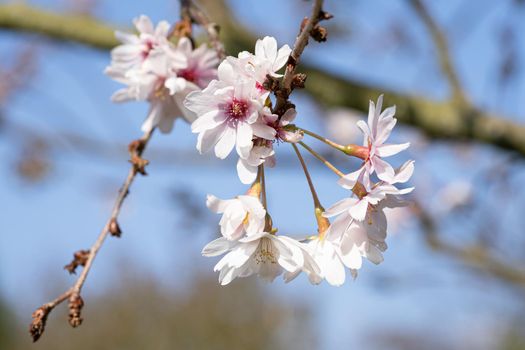 Higan cherry (Prunus subhirtella), close up of the flower head