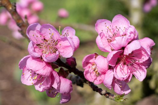Nectarine tree(Prunus persica), close up of the flower head