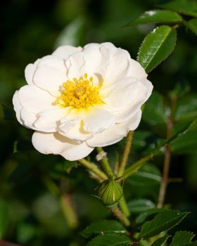 Close up image of rose blossom, bee-friendly flower of summer