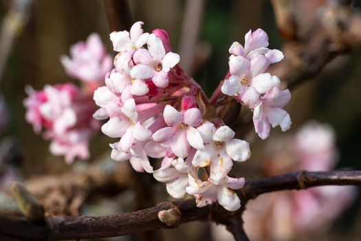 Viburnum (Viburnum farreri), flowers of the gardens