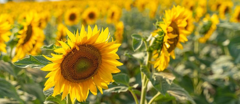 Beautiful sunflower garden. field of blooming sunflowers against the backdrop of sunset. The best kind of sunflower in bloom. Growing sunflowers to make oil