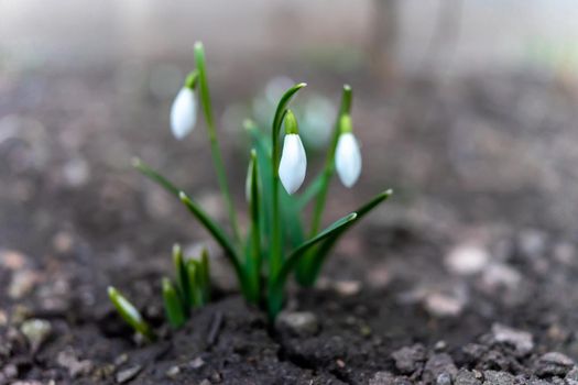 Symbol of spring awakening. The first spring flowers of snowdrops.