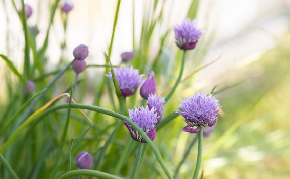 Purple chive flowers in garden on a sunny day