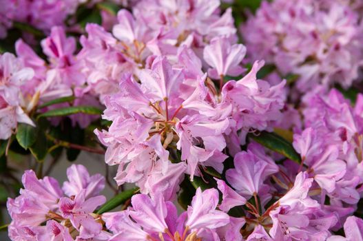 pink-blooming rhododendron flowers in the spring garden