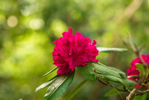 blooming red buds of rhododendron in the spring garden