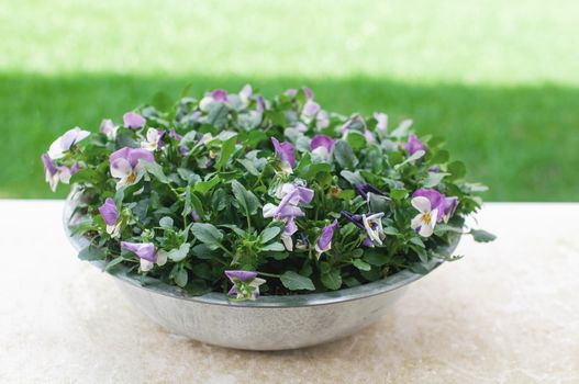 garden flowers pansies multicolored in a pot on the terrace