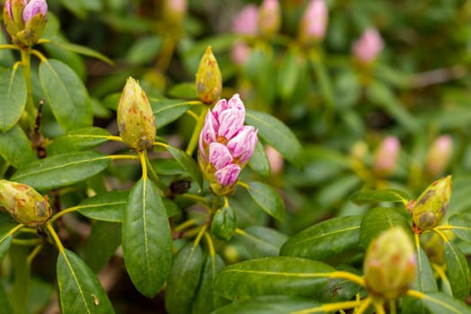 many pink purple rhododendron buds in the spring garden