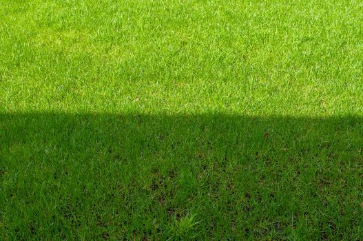 field with green grass half located in the sun