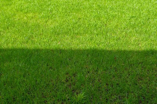 field with green grass half located in the sun