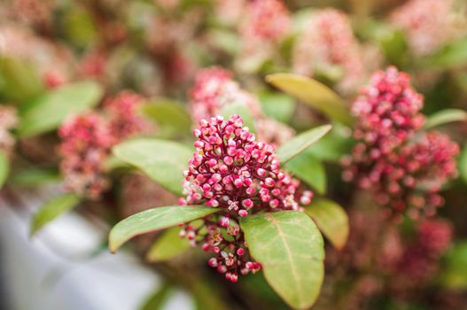 garden flowers of pink color in a pot on a personal plot