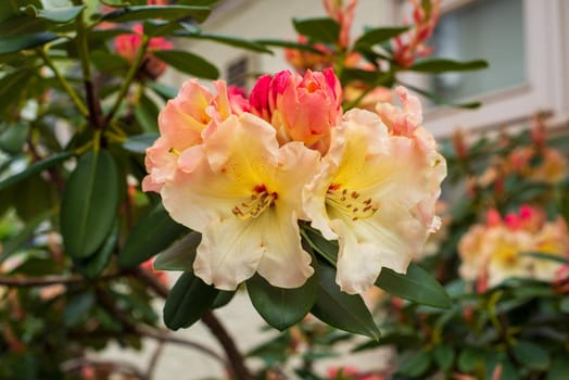 rhododendron blooming with yellow-pink flower buds in the spring garden