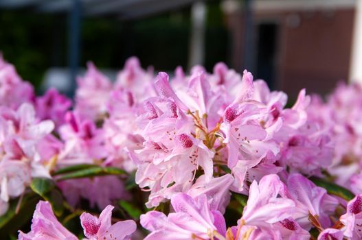 pink-blooming rhododendron flowers in the spring garden
