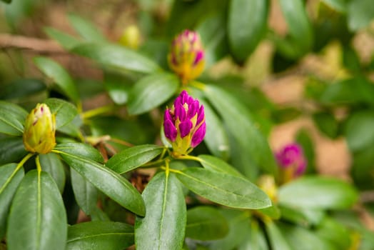 unblown purple rhododendron buds in the spring garden