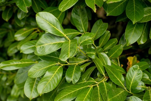 closeup of young green leaves of evergreen bushes in spring