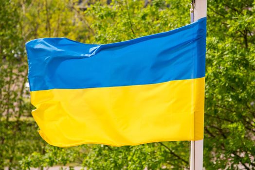 national flag of Ukraine develops in the wind against the background of a green forest