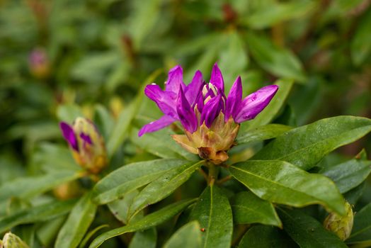 one blooming purple bud of rhododendron in the spring garden