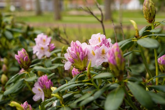 many pink purple rhododendron buds in the spring garden