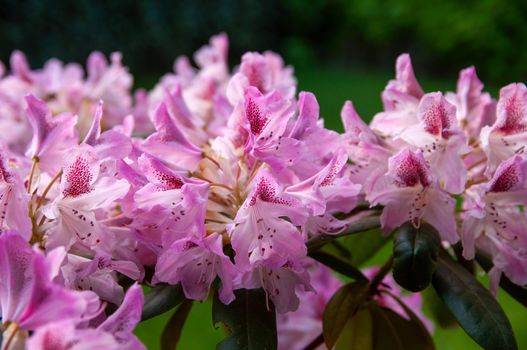 pink-blooming rhododendron flowers in the spring garden