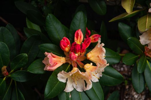 Rhododendron white flowers with pink and yellow dots in bloom, blooming evergreen shrub, blooms in spring.