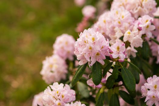 blooming delicate pink buds of rhododendron in the spring garden