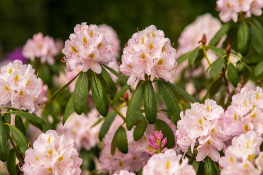 blooming delicate pink buds of rhododendron in the spring garden