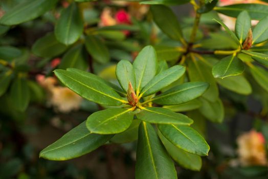 rhododendron unopened with green flower buds in the spring garden