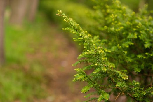 groeiende jonge kerstboom op de achtergrond van een groen park