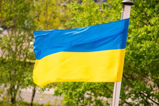 national flag of Ukraine develops in the wind against the background of a green forest