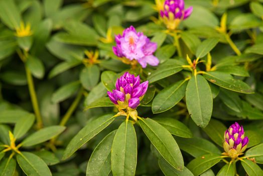 blooming purple buds of rhododendron in the spring garden