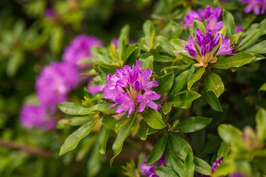 blooming purple buds of rhododendron in the spring garden