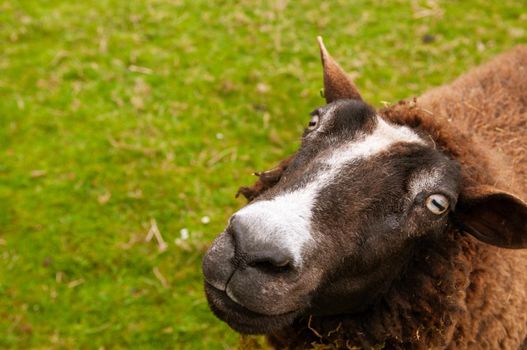 Close-Up Portrait sheep face, cute portrait of farm animal sheep on spring.