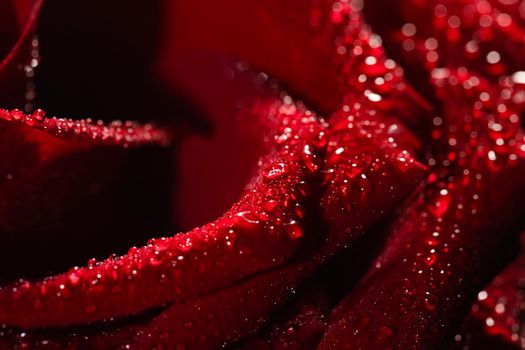 Blooming red rose bud in water drops close-up, use as background, wallpaper, greeting card