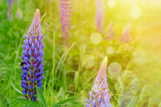 lupine flowers on meadow at sunset on a warm summer day Summer flowers. Summertime Space for text High quality photo